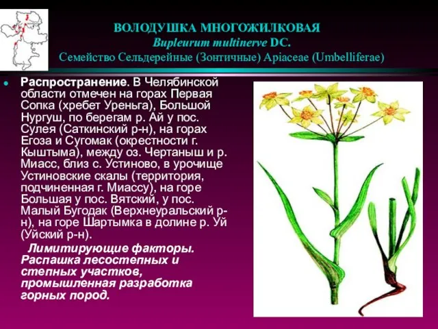 ВОЛОДУШКА МНОГОЖИЛКОВАЯ Bupleurum multinerve DC. Семейство Сельдерейные (Зонтичные) Apiaceae (Umbelliferae) Распространение. В