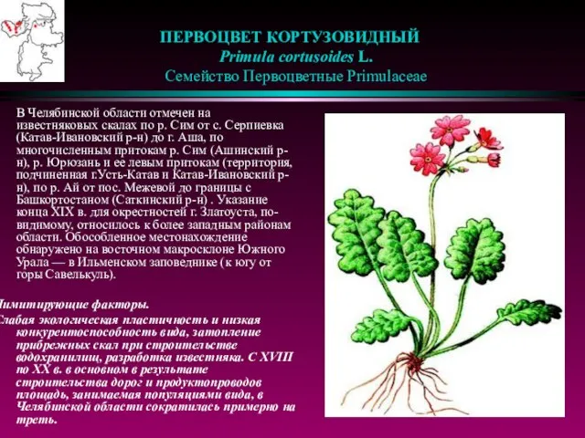 ПЕРВОЦВЕТ КОРТУЗОВИДНЫЙ Primula cortusoides L. Семейство Первоцветные Primulaceae В Челябинской области отмечен