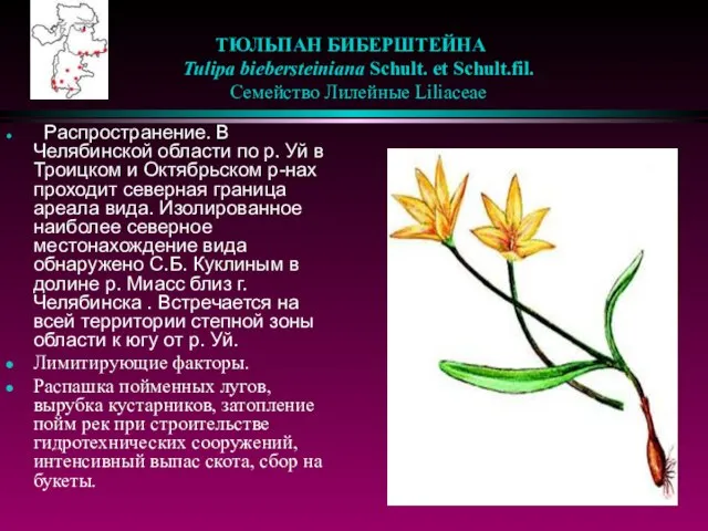 ТЮЛЬПАН БИБЕРШТЕЙНА Tulipa biebersteiniana Schult. et Schult.fil. Семейство Лилейные Liliaceae Распространение. В