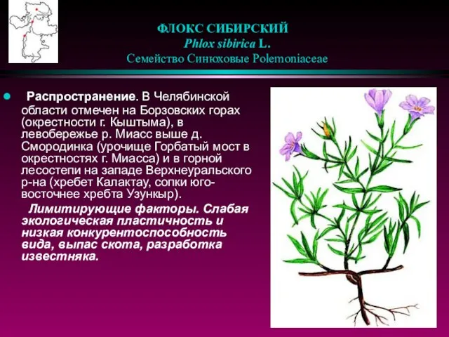 ФЛОКС СИБИРСКИЙ Phlox sibirica L. Семейство Синюховые Polemoniaceae Распространение. В Челябинской области