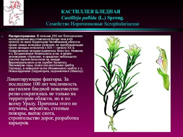 КАСТИЛЛЕЯ БЛЕДНАЯ Castilleja pallida (L.) Spreng. Семейство Норичниковые Scrophulariaceae Распространение. В течение