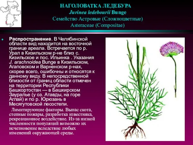 НАГОЛОВАТКА ЛЕДЕБУРА Jurinea ledebourii Bunge Семейство Астровые (Сложноцветные) Asteraceae (Compositae) Распространение. В