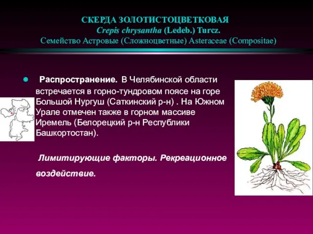 СКЕРДА ЗОЛОТИСТОЦВЕТКОВАЯ Crepis chrysantha (Ledeb.) Turcz. Семейство Астровые (Сложноцветные) Asteraceae (Compositae) Распространение.