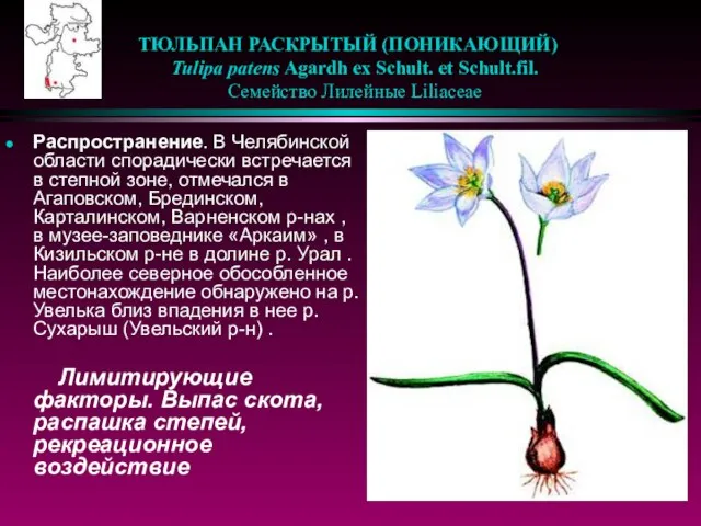 ТЮЛЬПАН РАСКРЫТЫЙ (ПОНИКАЮЩИЙ) Tulipa patens Agardh ex Schult. et Schult.fil. Семейство Лилейные