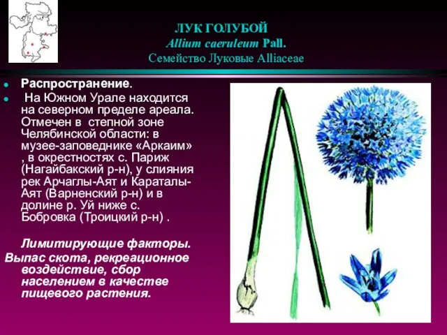 ЛУК ГОЛУБОЙ Allium caeruleum Pall. Семейство Луковые Alliaceae Распространение. На Южном Урале
