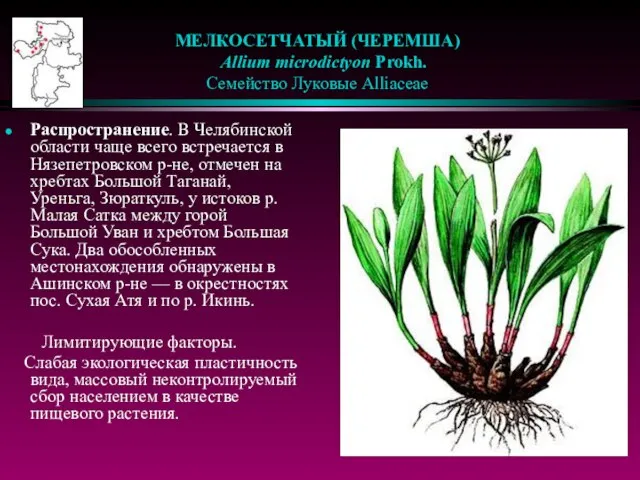 МЕЛКОСЕТЧАТЫЙ (ЧЕРЕМША) Allium microdictyon Prokh. Семейство Луковые Alliaceae Распространение. В Челябинской области