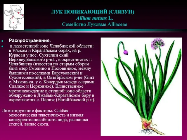 ЛУК ПОНИКАЮЩИЙ (СЛИЗУН) Allium nutans L. Семейство Луковые Alliaceae Распространение. в лесостепной