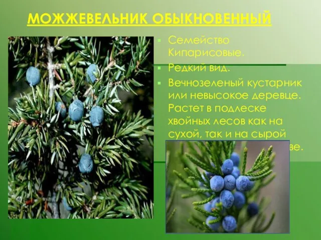 МОЖЖЕВЕЛЬНИК ОБЫКНОВЕННЫЙ Семейство Кипарисовые. Редкий вид. Вечнозеленый кустарник или невысокое деревце. Растет