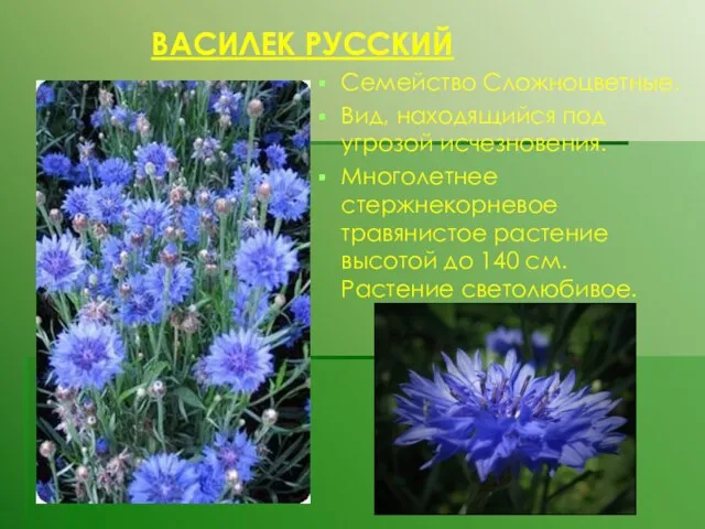 ВАСИЛЕК РУССКИЙ Семейство Сложноцветные. Вид, находящийся под угрозой исчезновения. Многолетнее стержнекорневое травянистое