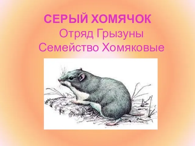 СЕРЫЙ ХОМЯЧОК Отряд Грызуны Семейство Хомяковые