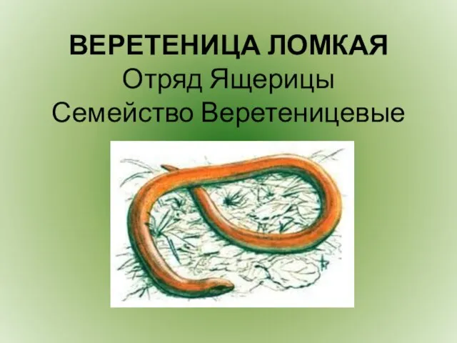 ВЕРЕТЕНИЦА ЛОМКАЯ Отряд Ящерицы Семейство Веретеницевые