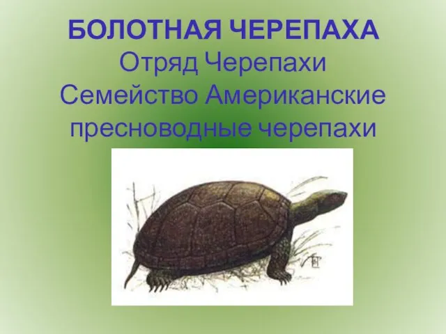 БОЛОТНАЯ ЧЕРЕПАХА Отряд Черепахи Семейство Американские пресноводные черепахи