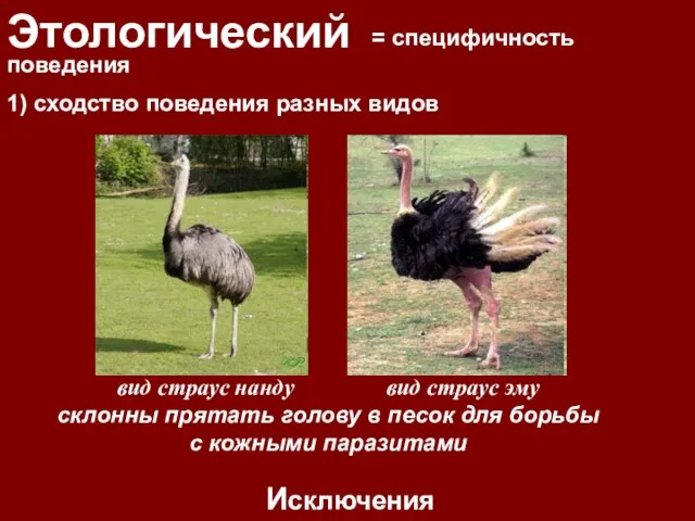 Этологический = специфичность поведения Исключения 1) сходство поведения разных видов вид страус