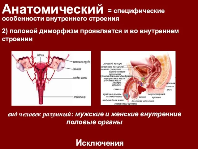 Анатомический = специфические особенности внутреннего строения Исключения 2) половой диморфизм проявляется и во внутреннем строении