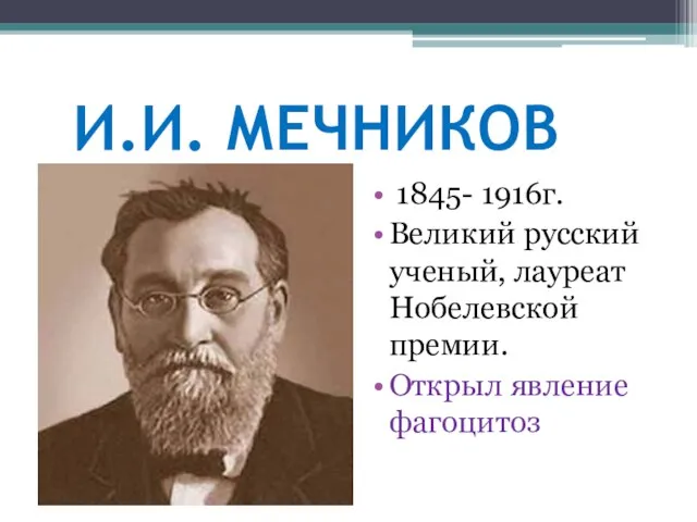 И.И. МЕЧНИКОВ 1845- 1916г. Великий русский ученый, лауреат Нобелевской премии. Открыл явление фагоцитоз