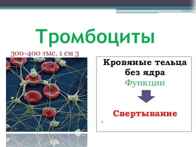 Тромбоциты Кровяные тельца без ядра Функции Свертывание 300-400 тыс. 1 см 3