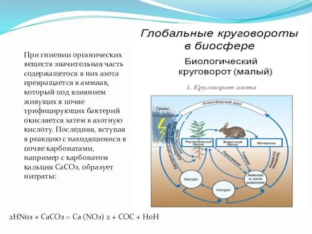 При гниении органических веществ значительная часть содержащегося в них азота превращается в