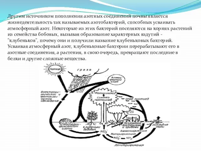 Другим источником пополнения азотных соединений почвы является жизнедеятельность так называемых азотобактерий, способных