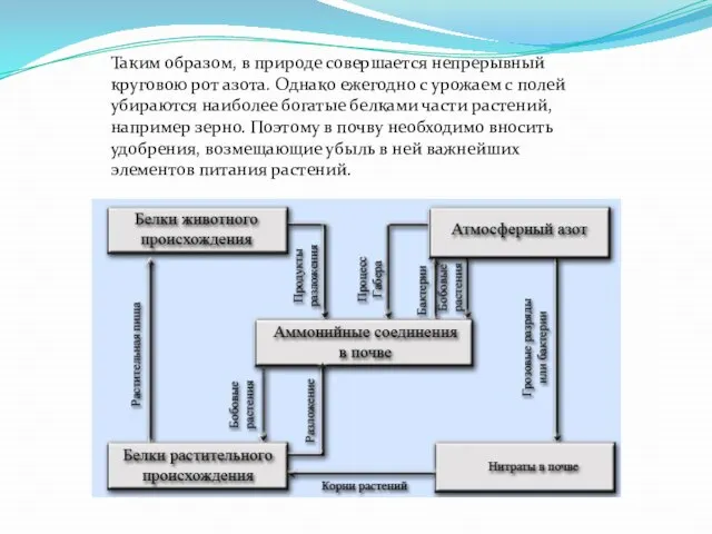 Таким образом, в природе совершается непрерывный круговою рот азота. Однако ежегодно с