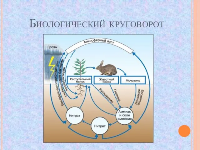 Биологический круговорот