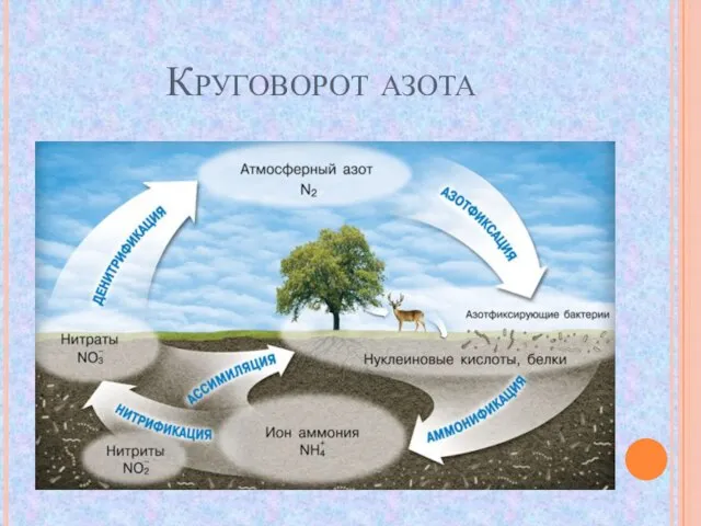 Круговорот азота