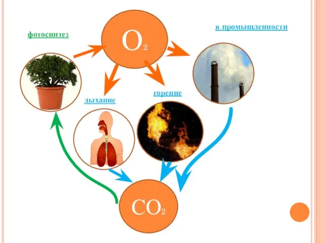 О2 СО2 в промышленности фотосинтез дыхание горение