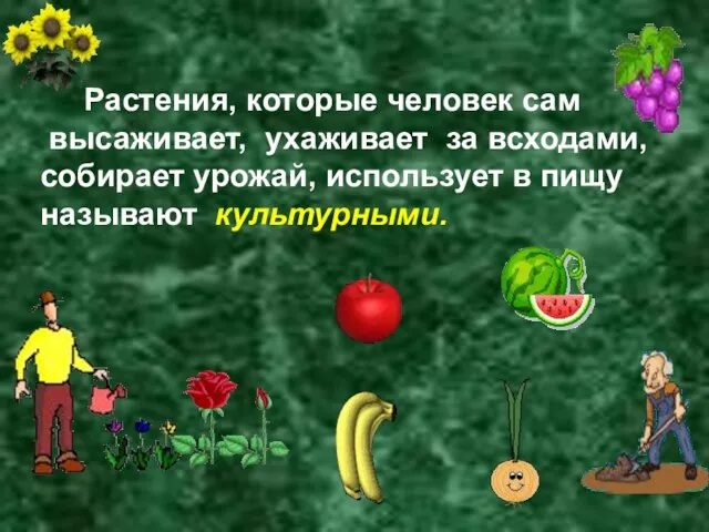 Растения, которые человек сам высаживает, ухаживает за всходами, собирает урожай, использует в пищу называют культурными.