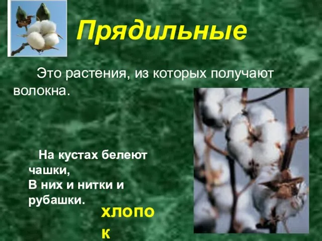 Прядильные Это растения, из которых получают волокна. На кустах белеют чашки, В