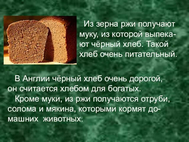 Из зерна ржи получают муку, из которой выпека- ют чёрный хлеб. Такой