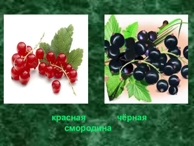 красная чёрная смородина