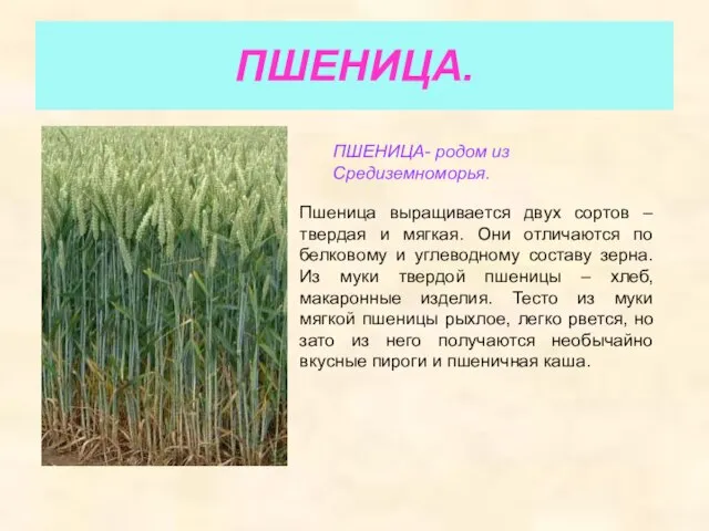 ПШЕНИЦА. ПШЕНИЦА- родом из Средиземноморья. Пшеница выращивается двух сортов – твердая и