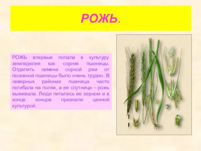 РОЖЬ. РОЖЬ впервые попала в культуру земледелия как сорняк пшеницы. Отделить семена