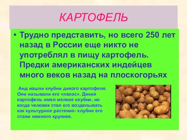 КАРТОФЕЛЬ Трудно представить, но всего 250 лет назад в России еще никто