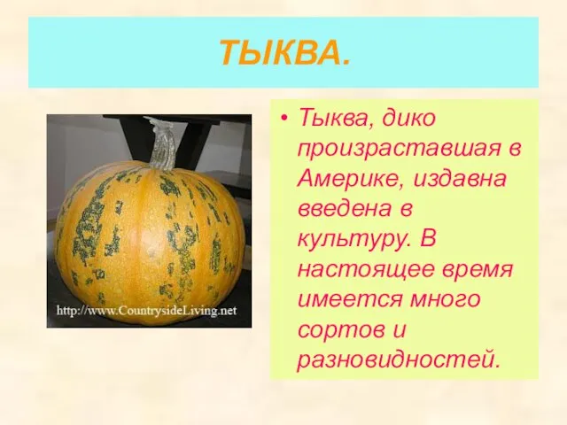 ТЫКВА. Тыква, дико произраставшая в Америке, издавна введена в культуру. В настоящее