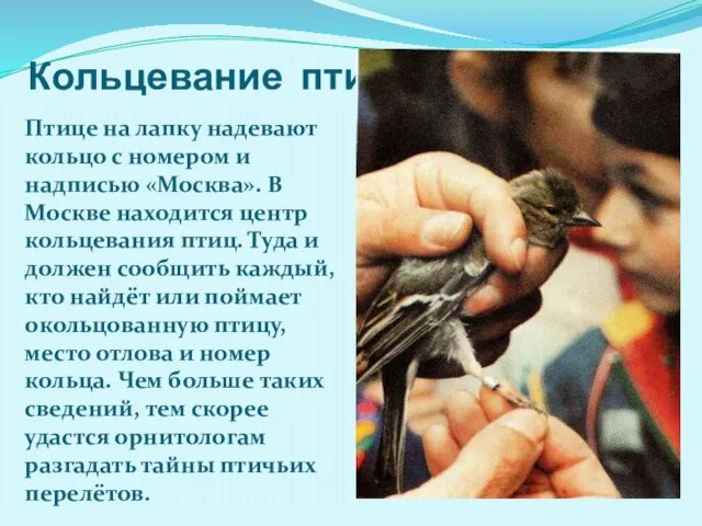 Кольцевание птиц Птице на лапку надевают кольцо с номером и надписью «Москва».