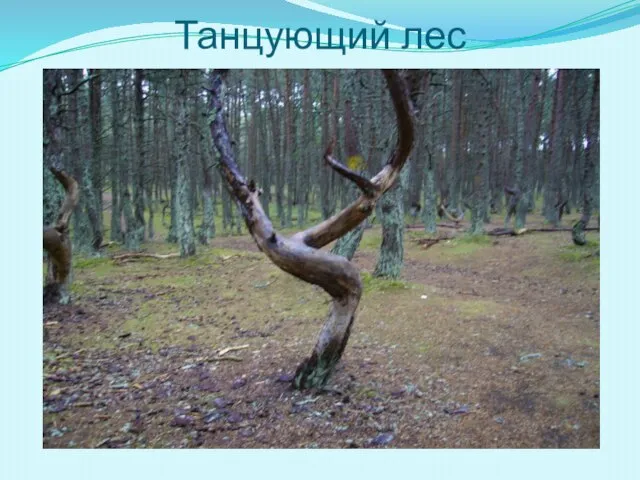 Танцующий лес