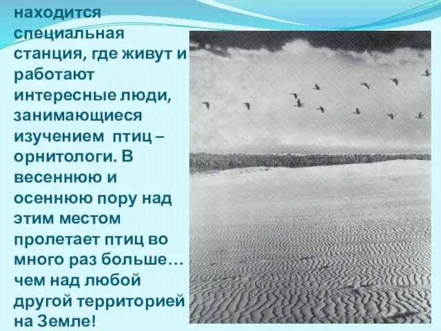 На Куршской косе в посёлке Рыбачьем находится специальная станция, где живут и