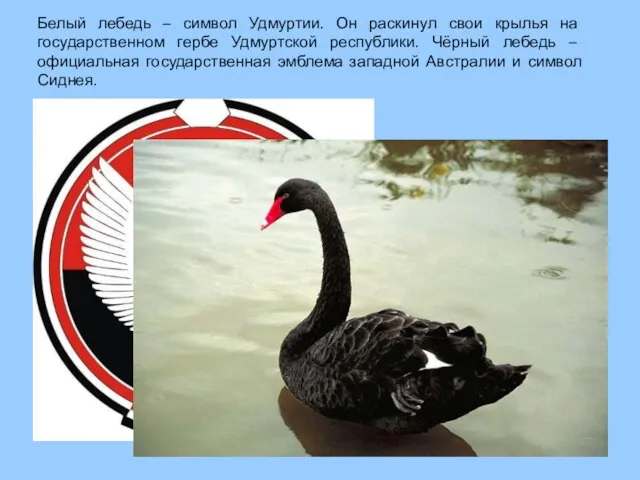 Белый лебедь – символ Удмуртии. Он раскинул свои крылья на государственном гербе