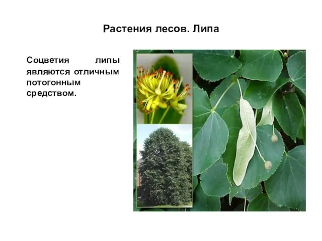 Растения лесов. Липа Соцветия липы являются отличным потогонным средством.