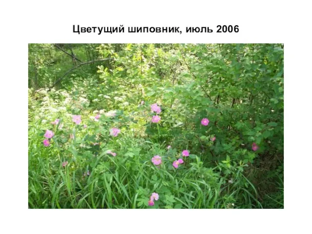 Цветущий шиповник, июль 2006