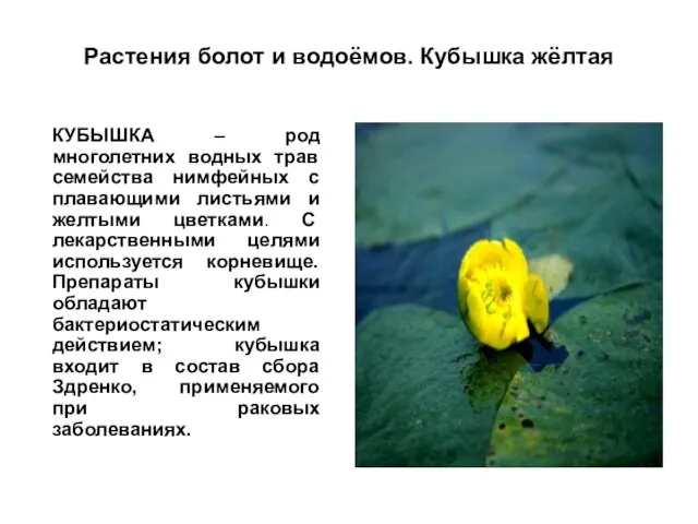 Растения болот и водоёмов. Кубышка жёлтая КУБЫШКА – род многолетних водных трав