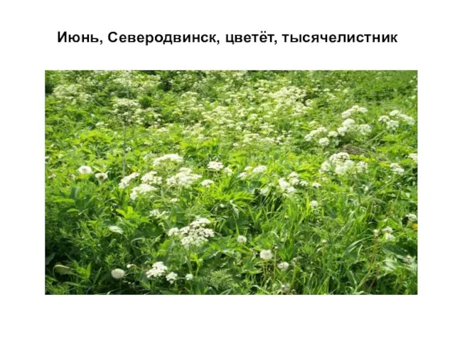 Июнь, Северодвинск, цветёт, тысячелистник