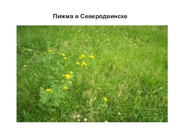 Пижма в Северодвинске