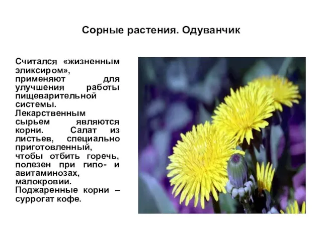 Сорные растения. Одуванчик Считался «жизненным эликсиром», применяют для улучшения работы пищеварительной системы.