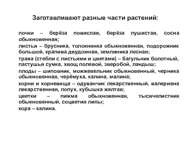 Заготавливают разные части растений: почки – берёза повислая, берёза пушистая, сосна обыкновенная;