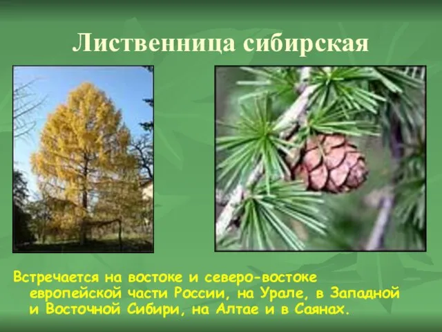Лиственница сибирская Встречается на востоке и северо-востоке европейской части России, на Урале,