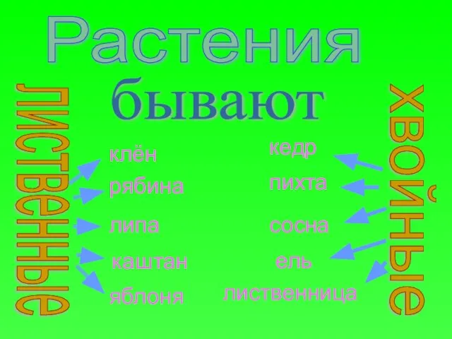 Растения клён рябина липа кедр пихта сосна лиственные хвойные бывают каштан яблоня лиственница ель