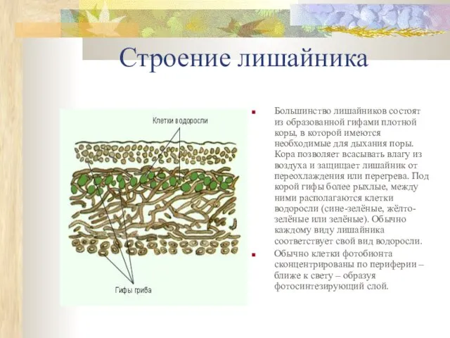 Строение лишайника Большинство лишайников состоят из образованной гифами плотной коры, в которой