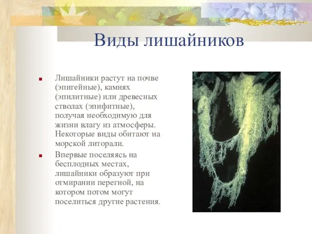 Виды лишайников Лишайники растут на почве (эпигейные), камнях (эпилитные) или древесных стволах