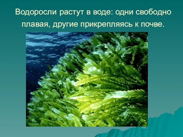 Водоросли растут в воде: одни свободно плавая, другие прикрепляясь к почве.